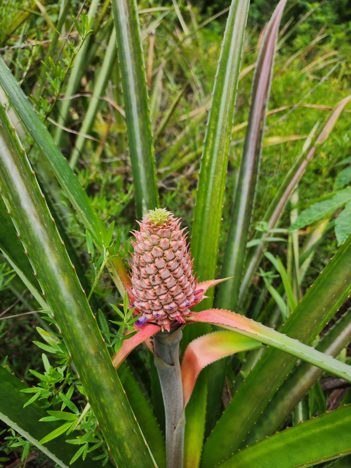 Ananasberg expeditie Suriname