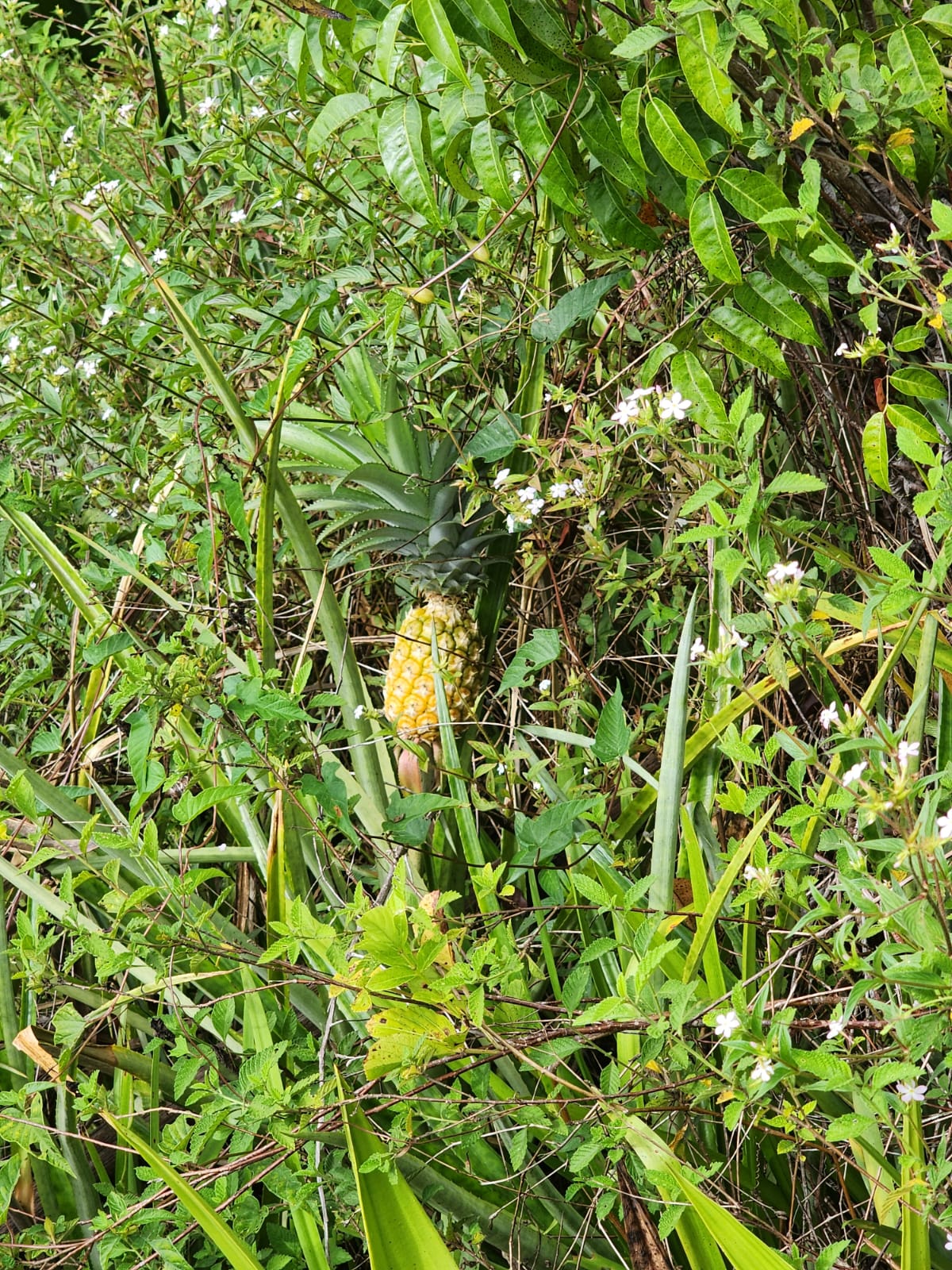 Ananasberg expeditie Suriname
