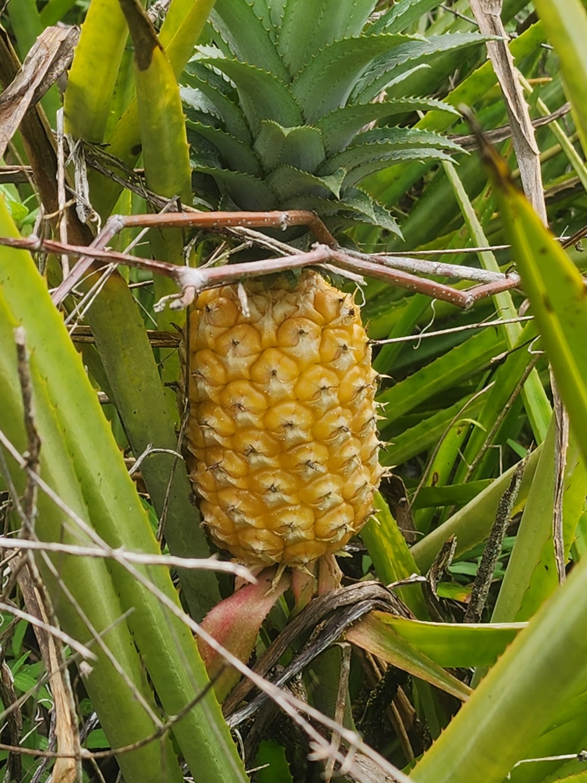 Ananasberg expeditie Suriname