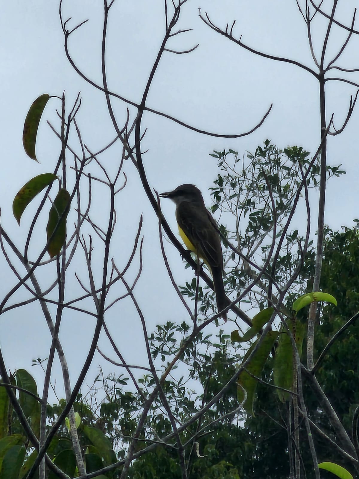 Brownsberg jungle expeditie Suriname