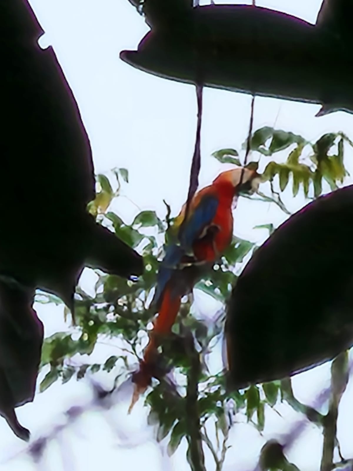 Voltzberg Expeditie Suriname